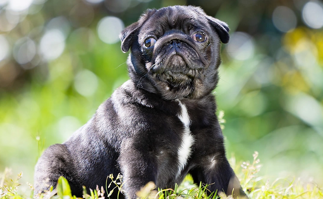 がんばる"だいず" (6)メール&カード不要