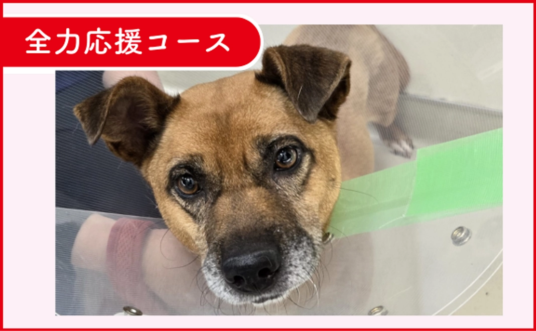 DOG DUCAを全力応援!3千円