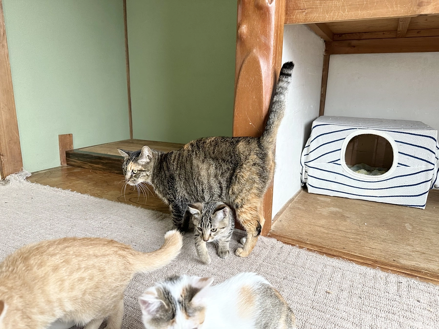 母猫の愛情は偉大なり