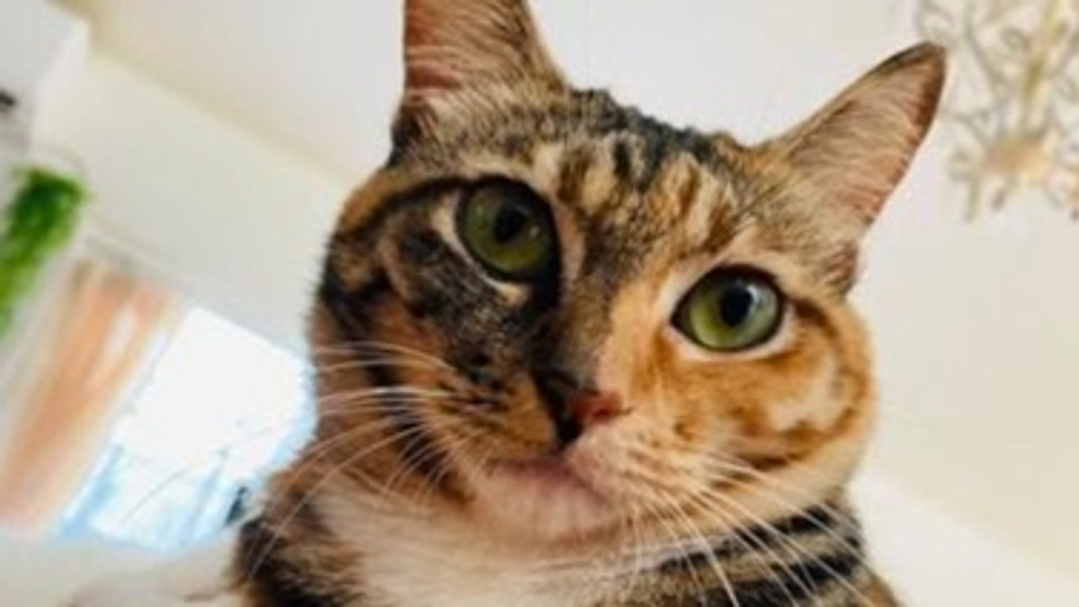 保護猫クッキーちゃんのおうちのリフォームクラファン応援♪