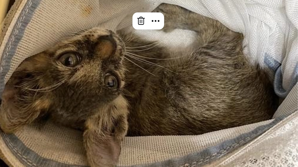 幸せを掴める猫さんはほんのひと握り…。胸が痛いです😭