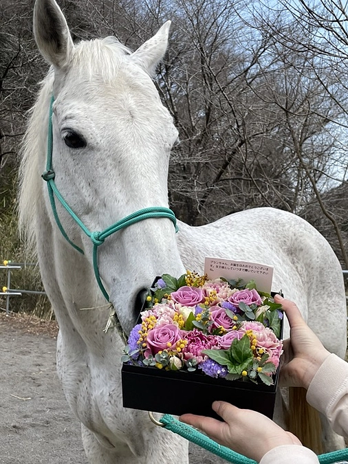本日はぶーちゃまの誕生日です