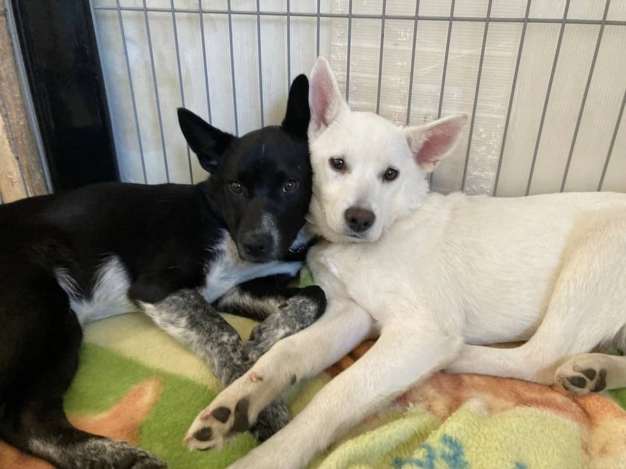 不幸な犬を増やさないために出来ることってなんだろう？