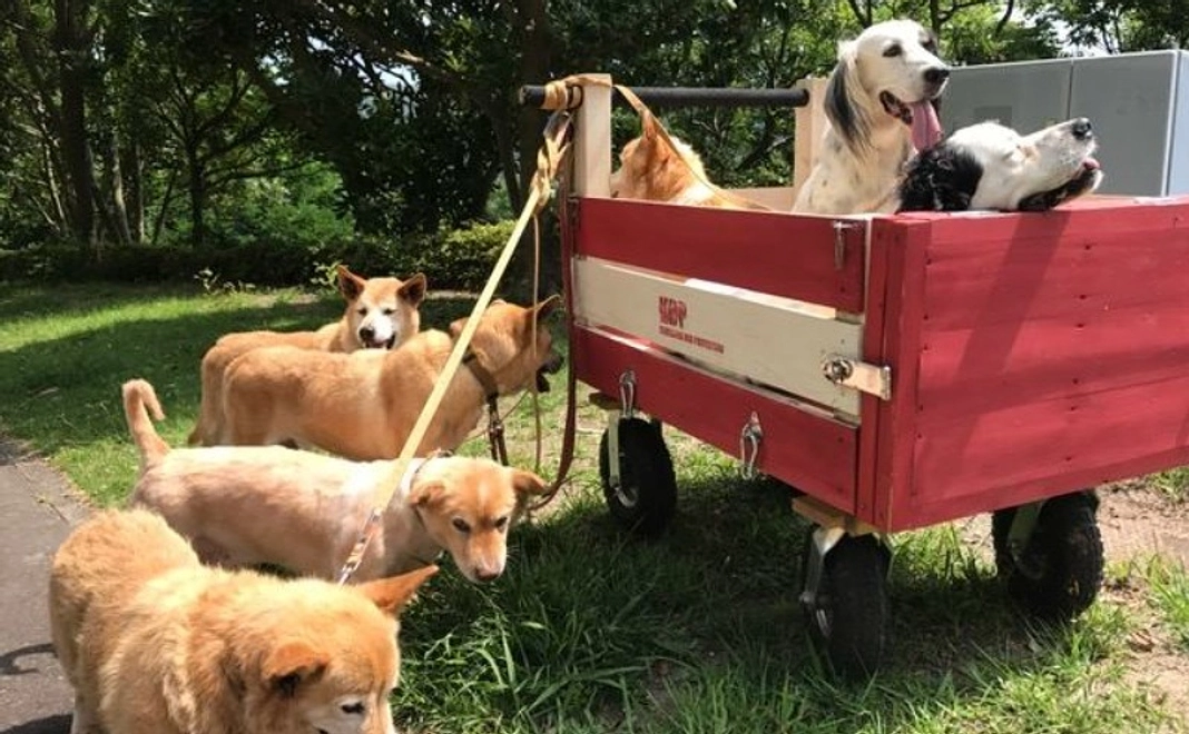 お山の犬たち全力応援コース｜1万円