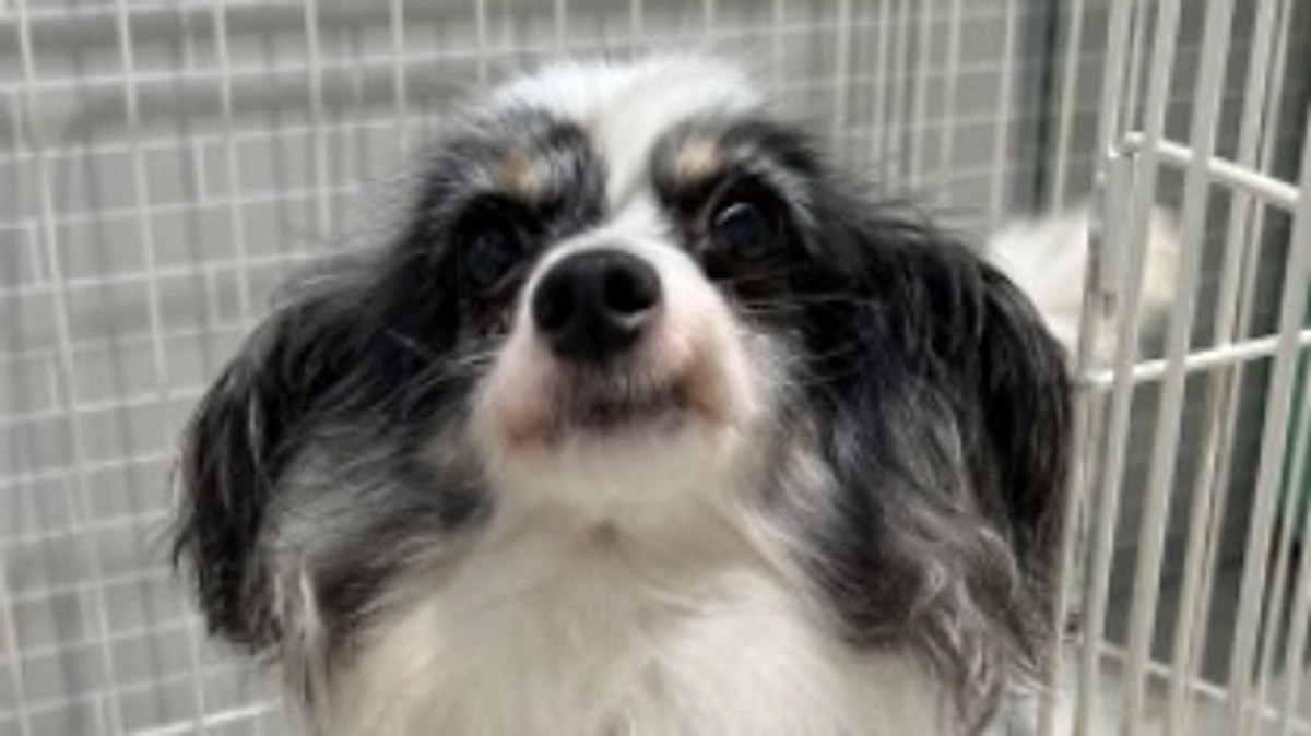 今日のチョコちゃん！！(8月8日)