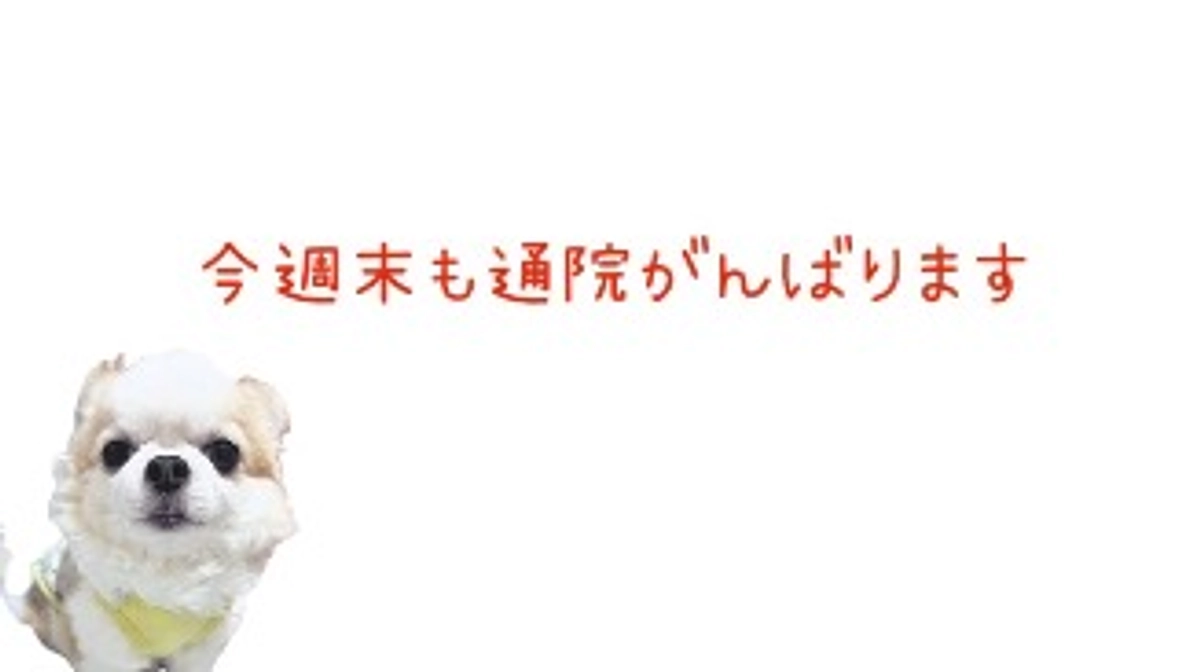 【クラファン終了まであと6日】今週末も通院がんばります