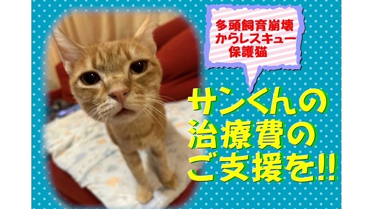 多頭飼育レスキュー猫！腎臓・心臓病と闘うサンくんを応援したい‼︎
