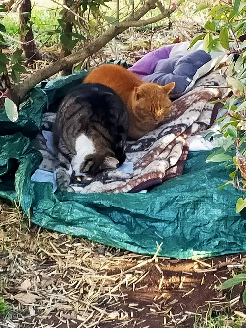 ＴＮＲ作業に中古自動車が必要😿