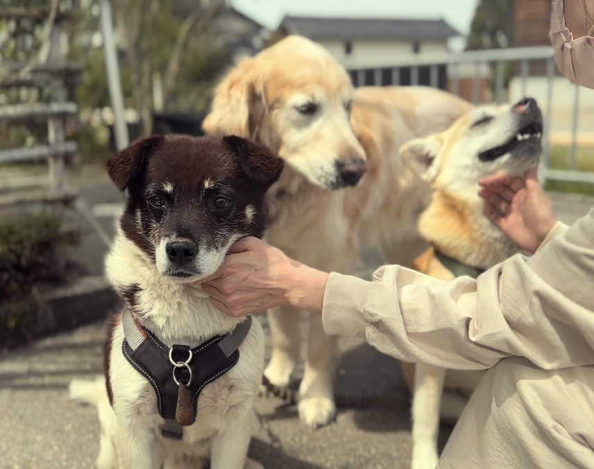 プロジェクト公開初日