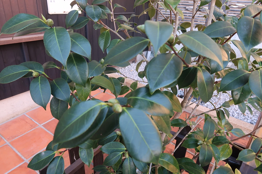 十三代目 市川團十郎白猿襲名披露巡業 高知公演開催！