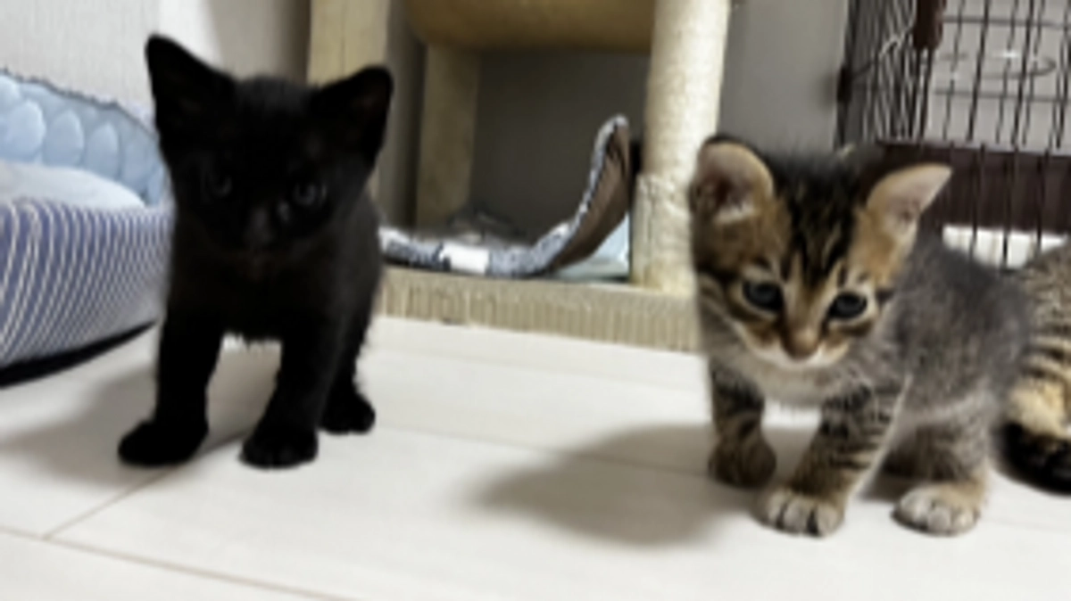 水をかけられて迫害されていた、生まれたばかりの親子ネコ～その2～ひかり親子の成長