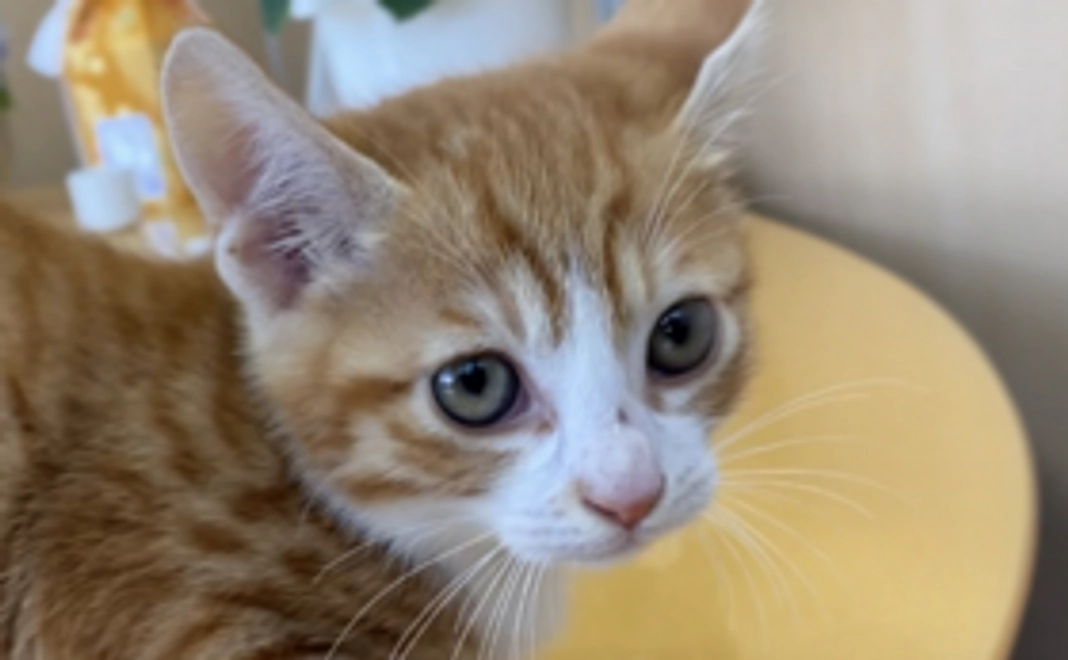 きなこもち応援【¥1,000】