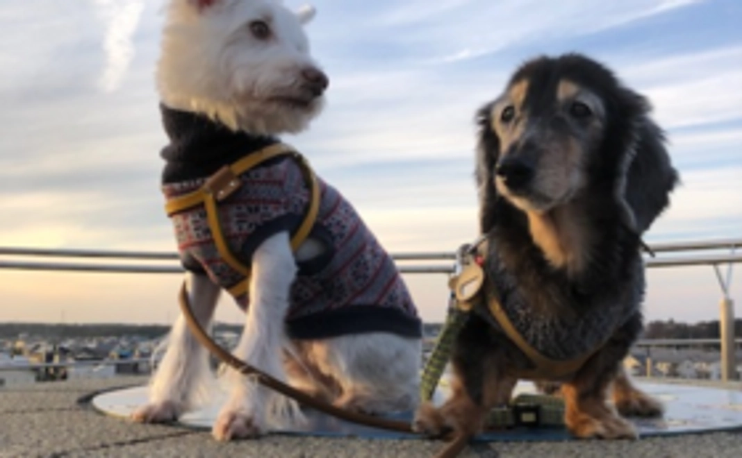 コツオのお口の痛みと病気を治すコース①