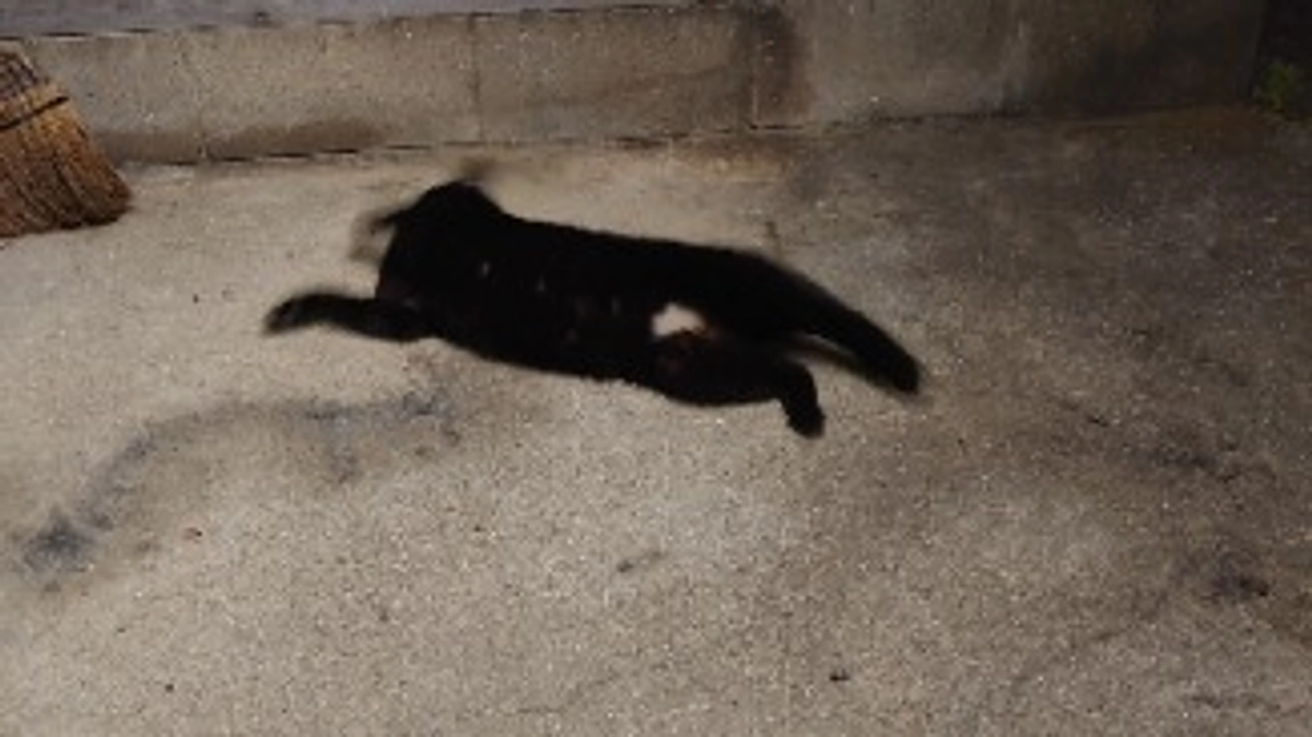 ネクストゴール達成のお知らせ