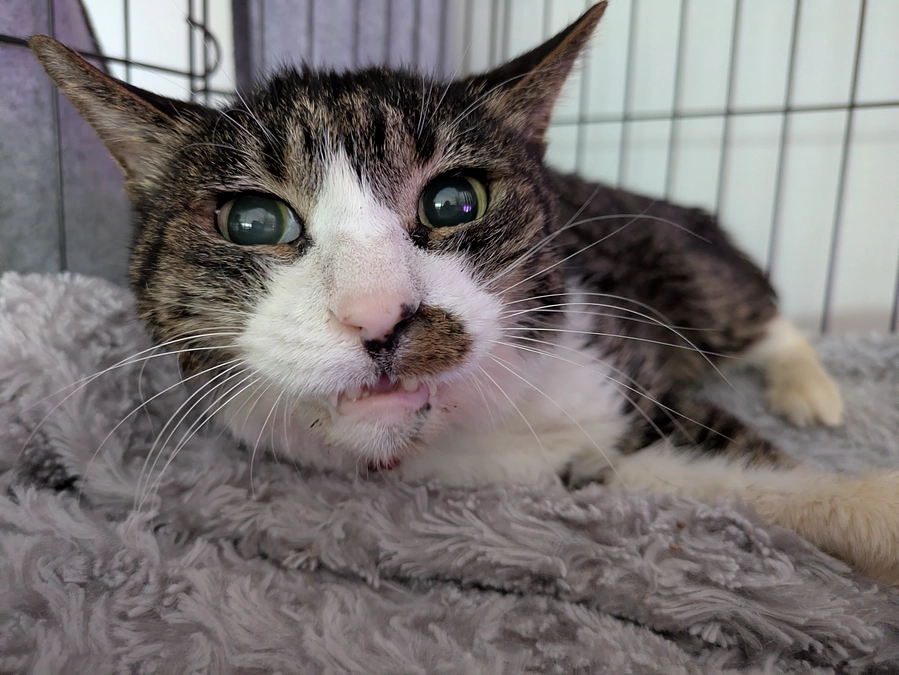 ［もなか君］について