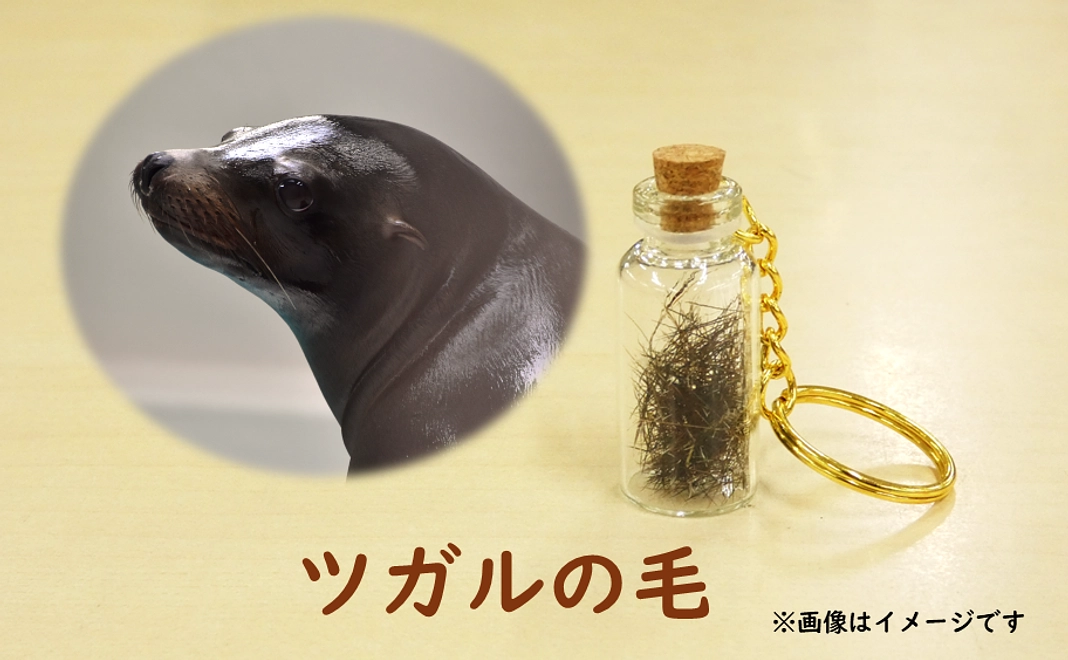 アシカの毛