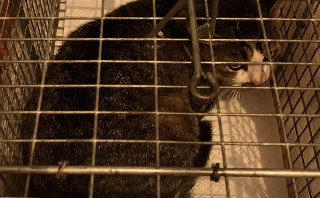 全力応援コース2