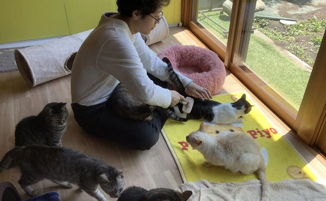 しっぽのおうち応援コース50000円（かんちょとみんにゃからサンクスメール）