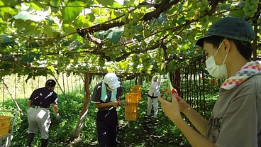 障がい者と共に、ワイナリー設立目指し自社畑を整備していきたい。 のトップ画像