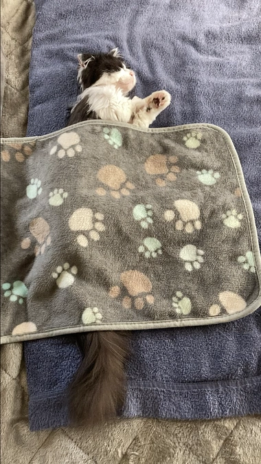 10/31のテオくんの様子