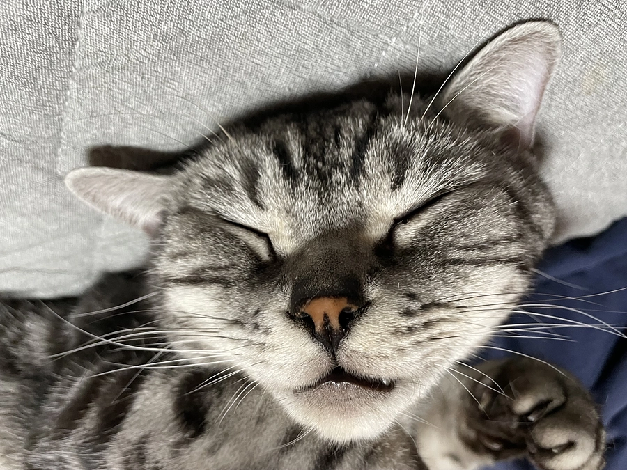 本日の銀時(投薬51日目)