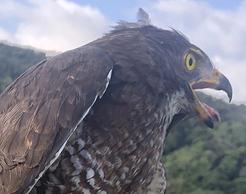 【第一弾のサシバたち】川上②