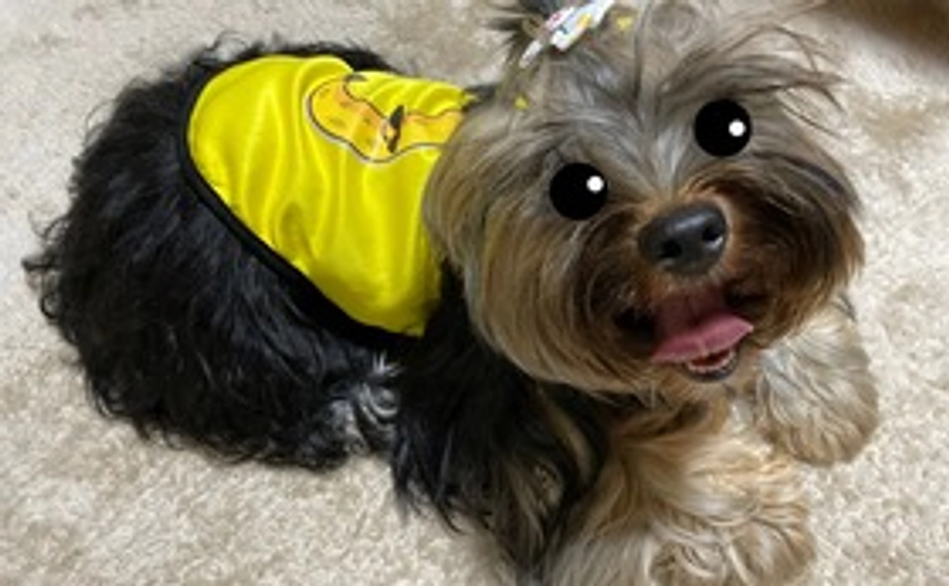 応援コース【3千円】