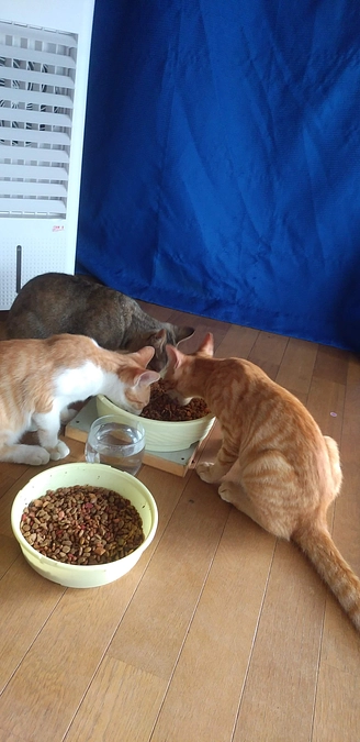 猫ちゃんの日常😺