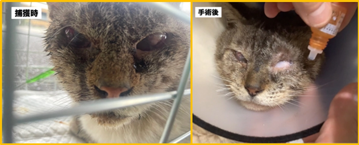 第6弾プロジェクト【40%到達！】TNR現場のその後ご報告