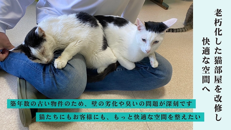 心や体に傷を負い行き場を失った猫たちの『いのち』を最期まで守る為に 4枚目