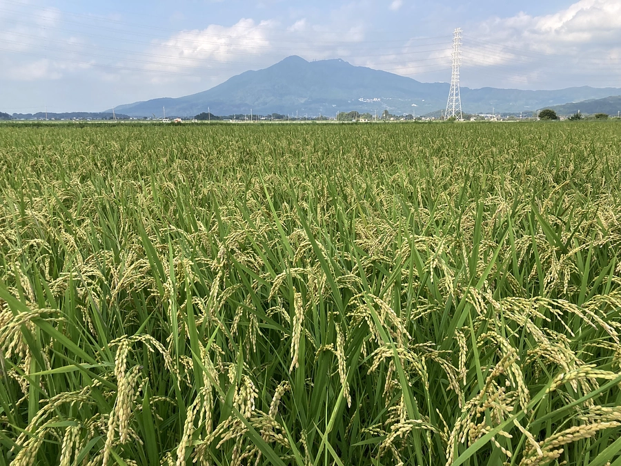 半夏生米、二十四節気 白露、七十二候 鶺鴒鳴(せきれいなく)
