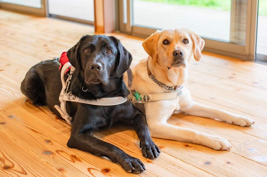 クラウドファンディング開始しました！