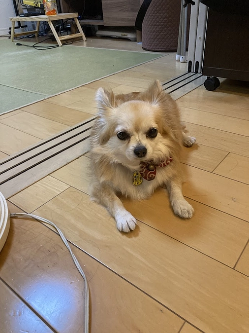 📸こっちゃんの日常ショット🐾