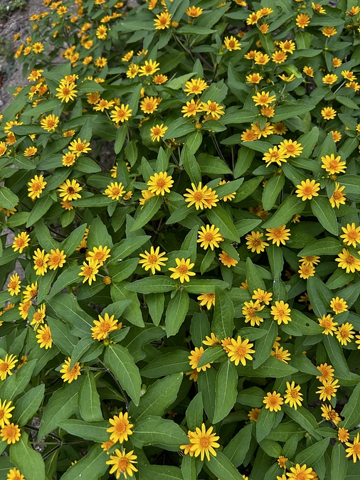 クラウドファンディング終了　8/9-9/20