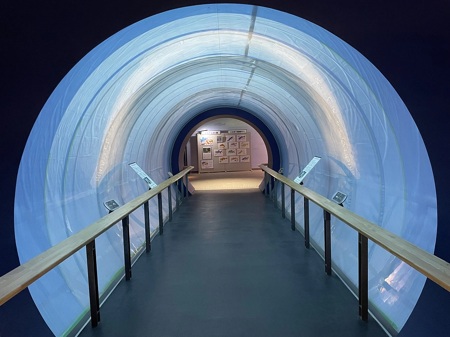 トンネル水槽のいま（2024.2.3）