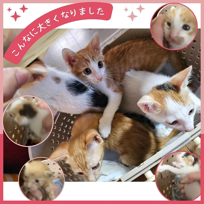 4子にゃんずの里帰り❤️