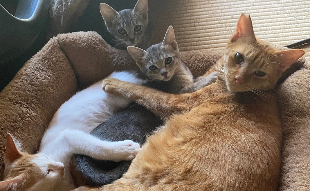 50000円ご支援、感謝のメッセージ