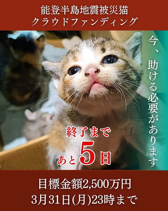 「能登半島地震被災猫クラウドファンディング」ラストスパート生配信をアーカイブ拡散お願いいたします