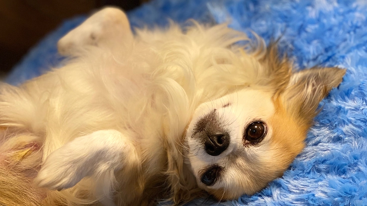 心臓病【僧帽弁閉鎖不全症】で苦しんでいるチェロを手術で助けたい!