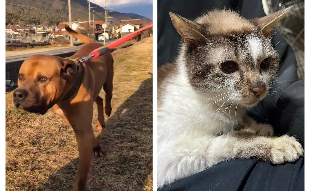 アニパレサポーター C