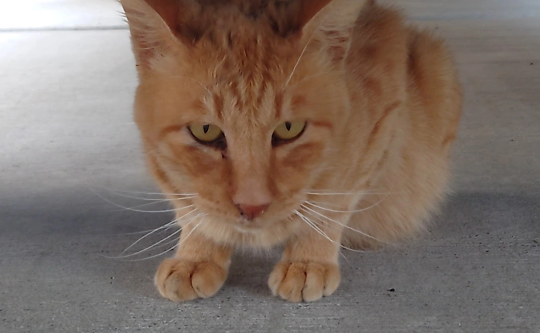 ★ヨッちゃん応援コース★