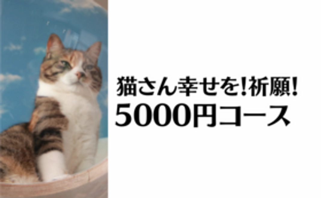 猫さん幸せを！祈願！5000円コース