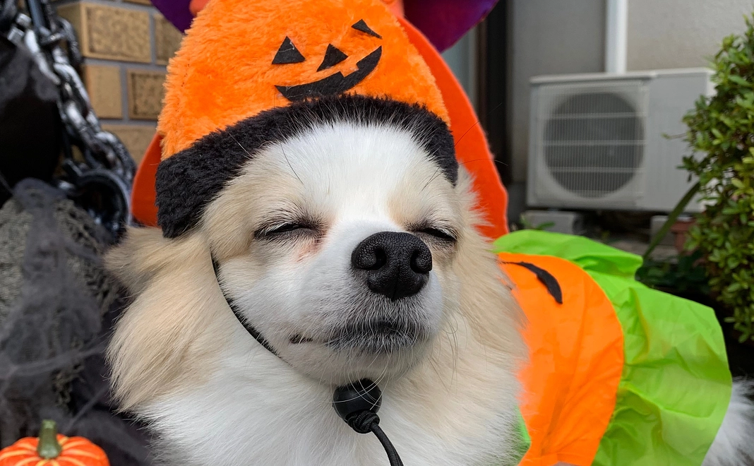 感謝のメール 8