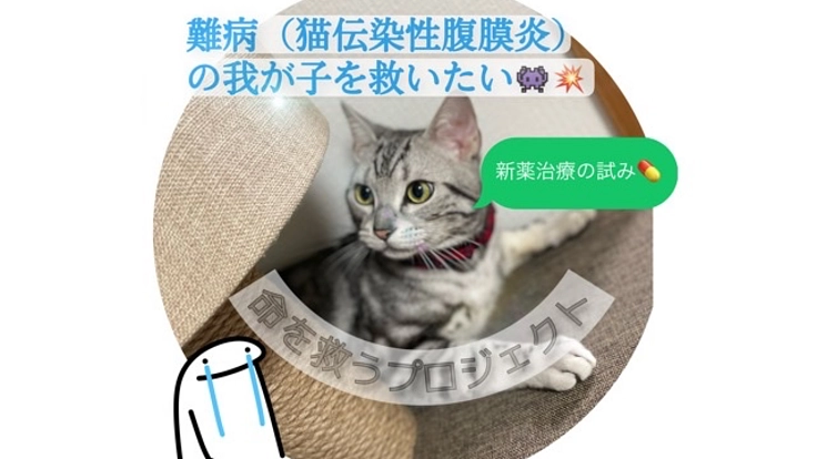 FIP（猫伝染性腹膜炎）の我が子を救いたい