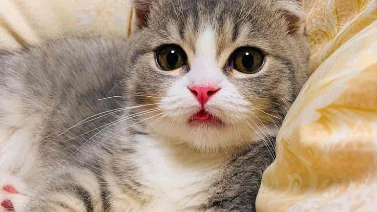 致死性の高い病気と闘う小さな命にお力添えをどうかお願い致します