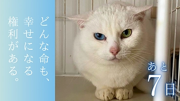 大規模譲渡会を開催し、高齢猫や人馴れしない猫たちにも温かいご縁を！ のトップ画像