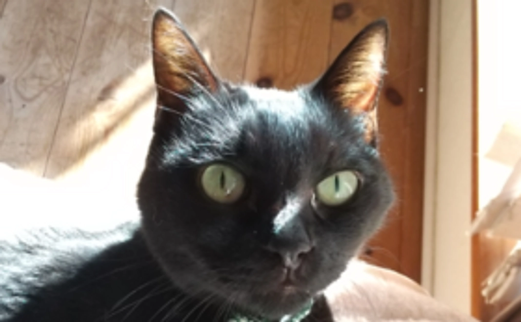 しっぽがんばれー！