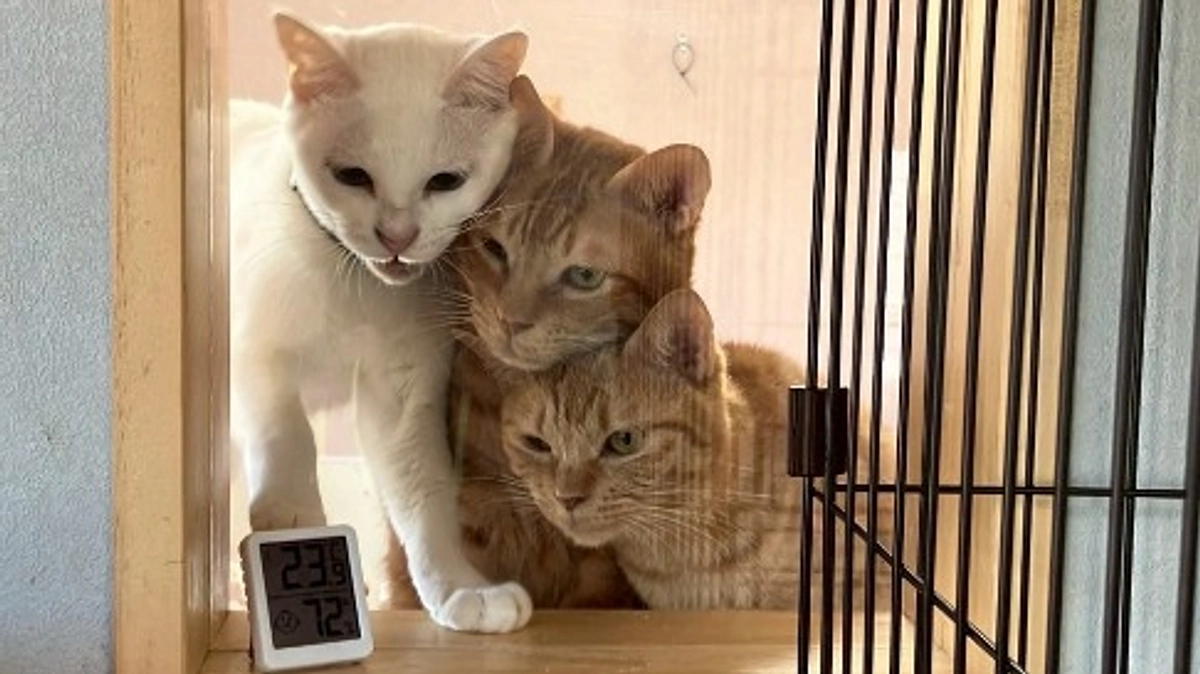 シン・猫の森ハウス「ふれあい譲渡会」のお知らせ