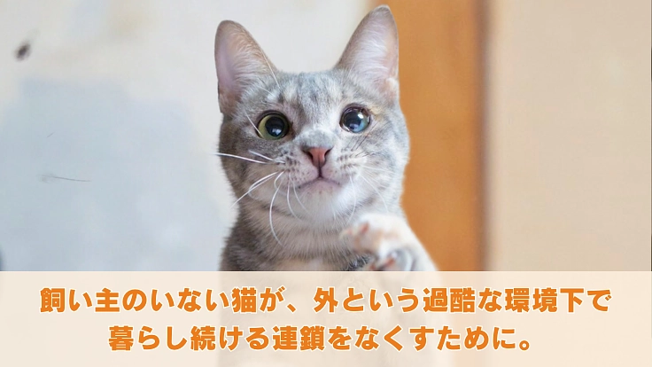 【第6弾】阿波の猫たちを救う。過酷な環境で暮らす猫の命を守るために 4枚目