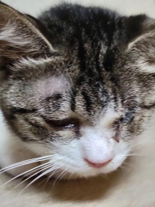 3月5日に口蓋裂の手術とお目目の手術と避妊手術をしていただく予定です。